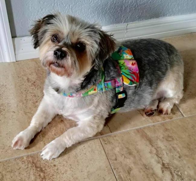 5-year-old Yorkie/Shih Tzu Mix Needing New Home - Talk of The Villages ...