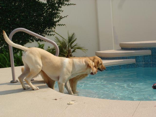 Chloe and Jackson check out their new pool at their new house in The Villages.